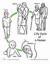 Humano Ciclos Etapas Cycles Viviparos Uomo Ciencias Segundo Grado Naturales Sequencing Vitale Gates Ciencia Preescolar Experimentos Reproductor sketch template