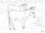 Coloring Donkeys Pages Printable Two Drawing Donkey Supercoloring Horse Line sketch template