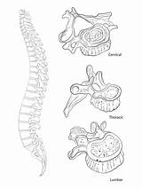 Spinal Spine sketch template