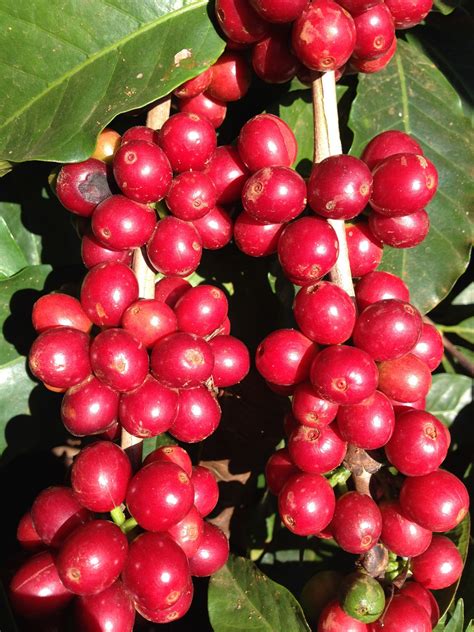 images nature berry flower food produce plants holly