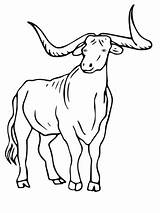 Longhorn Texas Coloring Pages Supercoloring sketch template
