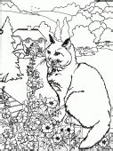 coloring pictures  cat