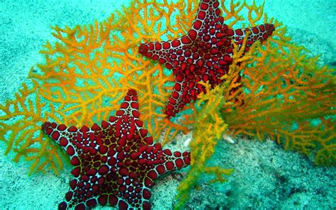 starfish images