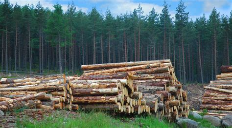 responsible sustainable forestry     future