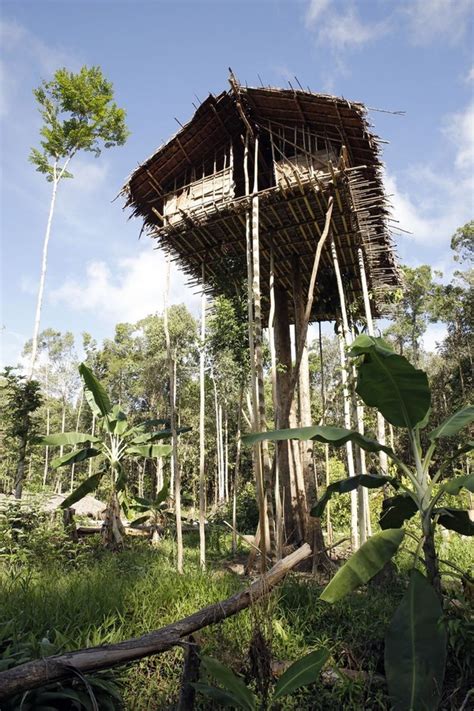 foto melihat lebih dekat suku rumah pohon  papua foto