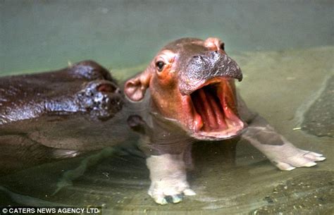 baby hippo   splash  antwerp zoo    youngest