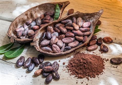 erste kakaotrinker lebten im amazonasgebiet wissenschaftde