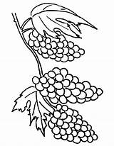 Grapes Coloring Pages Clusters Grape Printable Cliparts Color Drawing Vine Draw Reserved Rights Popular Books sketch template