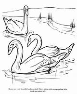 Drawing Coloring Pages Animal Swan Drawings Animals Colouring Bird Children Honkingdonkey Sheets Activity Color Sketches Trumpeter Sketch Kids Wildlife Wild sketch template