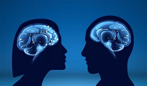 are female and male brains different