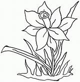 Daffodil Narzisse Ausmalbilder sketch template