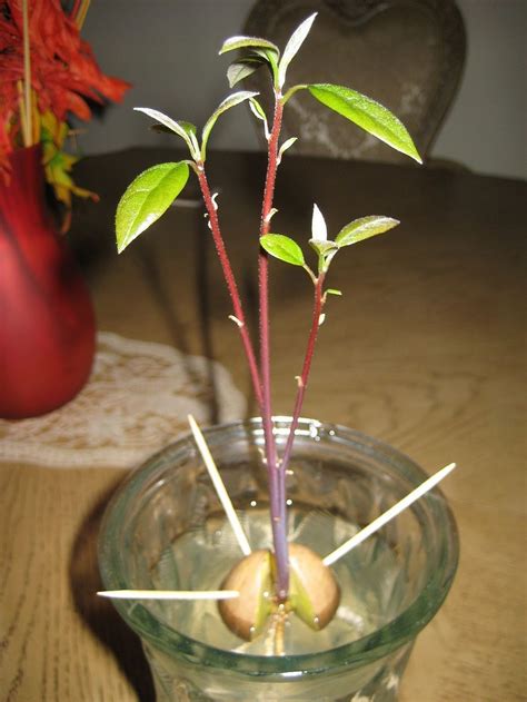 How To Grow Your Own Avocado Tree In Small Garden Pot Avocado Tree