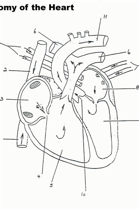 anatomy coloring pages heart coloring home