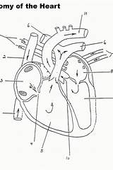 Anatomy Coloring Pages Physiology Heart Kids Printable Book Color Body Diagram Anatomical Study Print Books Library Popular Sketch Printables School sketch template