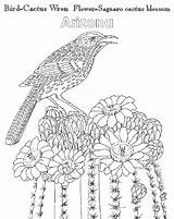 Coloring Atozkidsstuff Cactus Pages Wren Arizona State Flower Bird sketch template