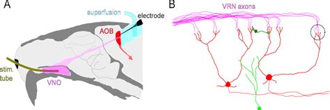 inhibition shapes sex selectivity in the mouse accessory olfactory bulb