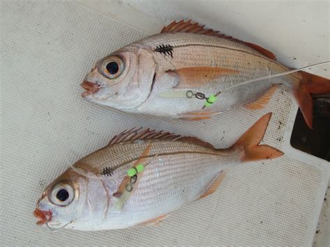 fausthandschuh alarmierend beschreibend nom de poisson de mer aufzug handbuch drachen steigen lassen
