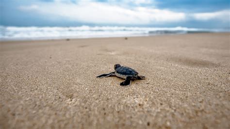 baby sea turtle wallpaper full hd p  pc background