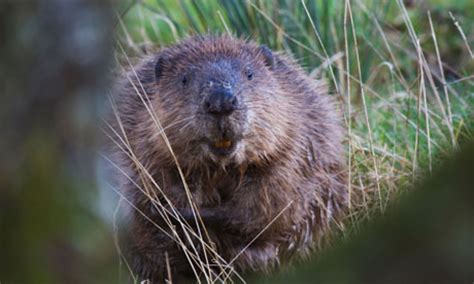beaver escape  teeth  scotlands debate  tampering  nature environment