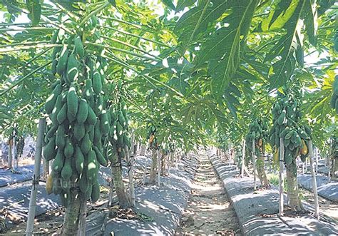 Papaya Farming In Thailand