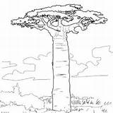 Baobab Coloring Tree Designlooter Grandidier Printable Pages Drawings sketch template