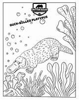 Platypus Billed Mammal sketch template