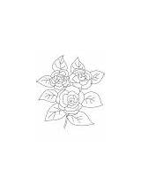 Camellia Coloring Flowers sketch template