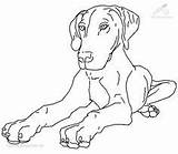 Coloring Pinscher Miniature Pages Getcolorings Color sketch template