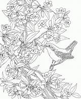 Coloring Carolina Pages South Wren State Bird Printable Birds Flower Colouring Color Jessamine Animals Yellow Adult Great Kids Cartoons Select sketch template