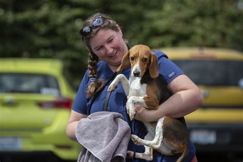 A Bunch O Beagles Vancouver Shelter Welcomes 15 Pups Rescued From