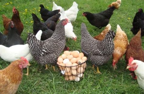 The 10 Best Egg Laying Chicken Breeds You Should Own