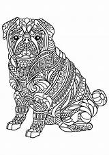 Bulldog English Coloring Pages Getcolorings Adult Color sketch template