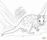 Marsupial sketch template