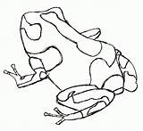 Frog Dart Frogs Poisonous sketch template