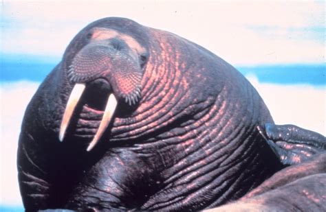 public domain picture large fat walrus odobenus rosmarus divergens