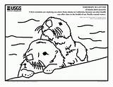 Otter Coloring Sea Pages Otters River Print Printable Worksheets Sheets Getdrawings Color Drawing Yahoo Search Baby Popular Book Getcolorings Pleasant sketch template