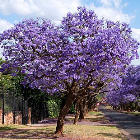 mexicos jacaranda tree  gift   japanese immigrant