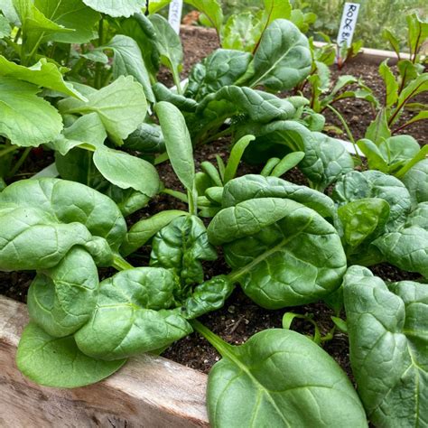 spinazie zaaien en kweken makkelijke moestuin