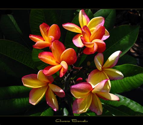 Rare Flowers The Plumeria Aurora Borealis Here Is The Pl Flickr