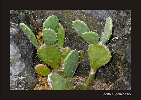 flat cactus  cactus     subtropical botani flickr