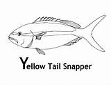 Snapper Tailed sketch template