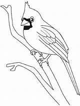 Oiseau Aves Cardinal Oiseaux Salvajes Greluche Passarinhos Coloriages Cardinals Decolorear Passaros Marcadores Passarinho sketch template
