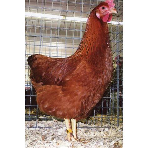 cackle hatchery new hampshire pullet chicken female