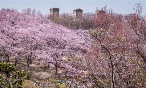 negishi park cherry blossoms yokohama kanagawa japan