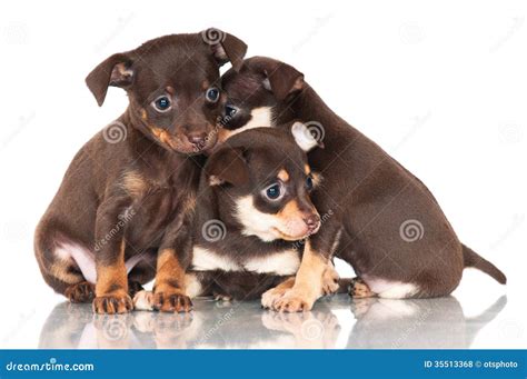puppies  stock photo image  canine miniature