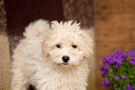 fluffy poodles kellys kennels