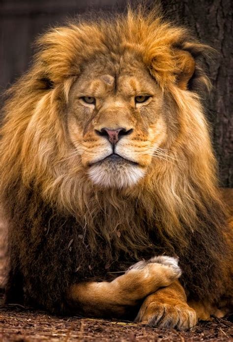 85 Best Images About Lion Memes On Pinterest Lion King