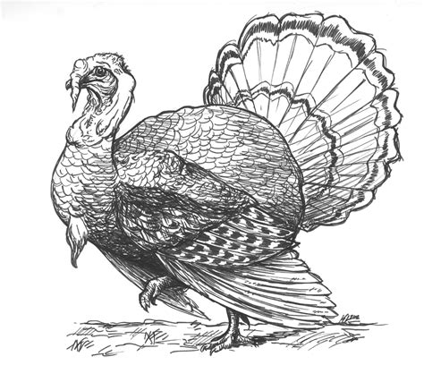 Wild Turkey Pencil Drawing Turkey Drawings 1024 X 883