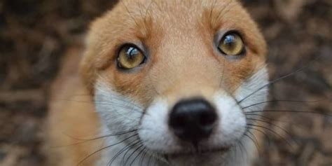 Ridiculously Photogenic Fox Is Just Too Friendly To Leave Human