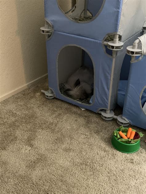 taking a snooze in the bunny castle here are the best